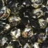 Preto extra chocolate Praline 72% "Laica"